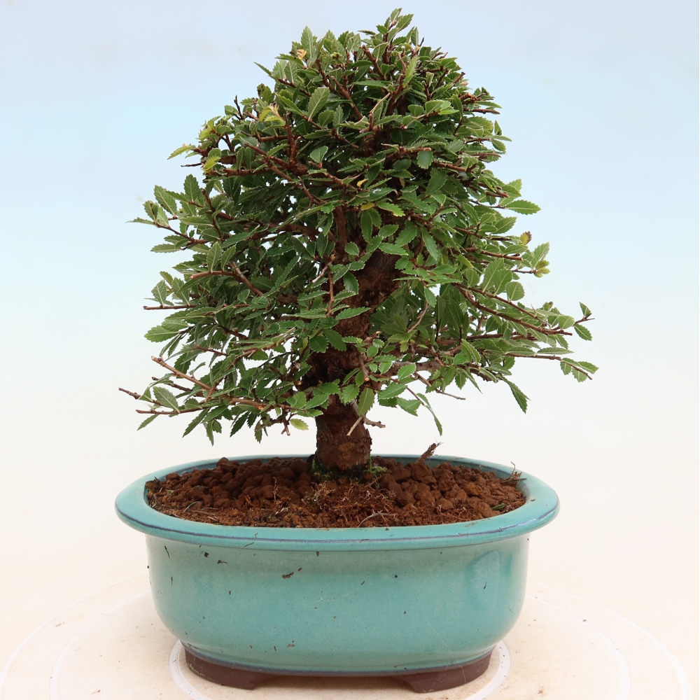 Bonsaï d'extérieur - Zelkova - Zelkova NIRE