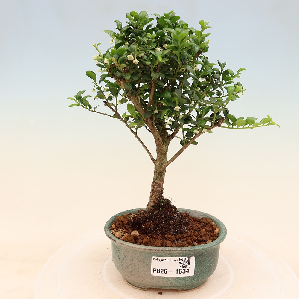 Bonsaï de chambre - Ilex crenata - Houx