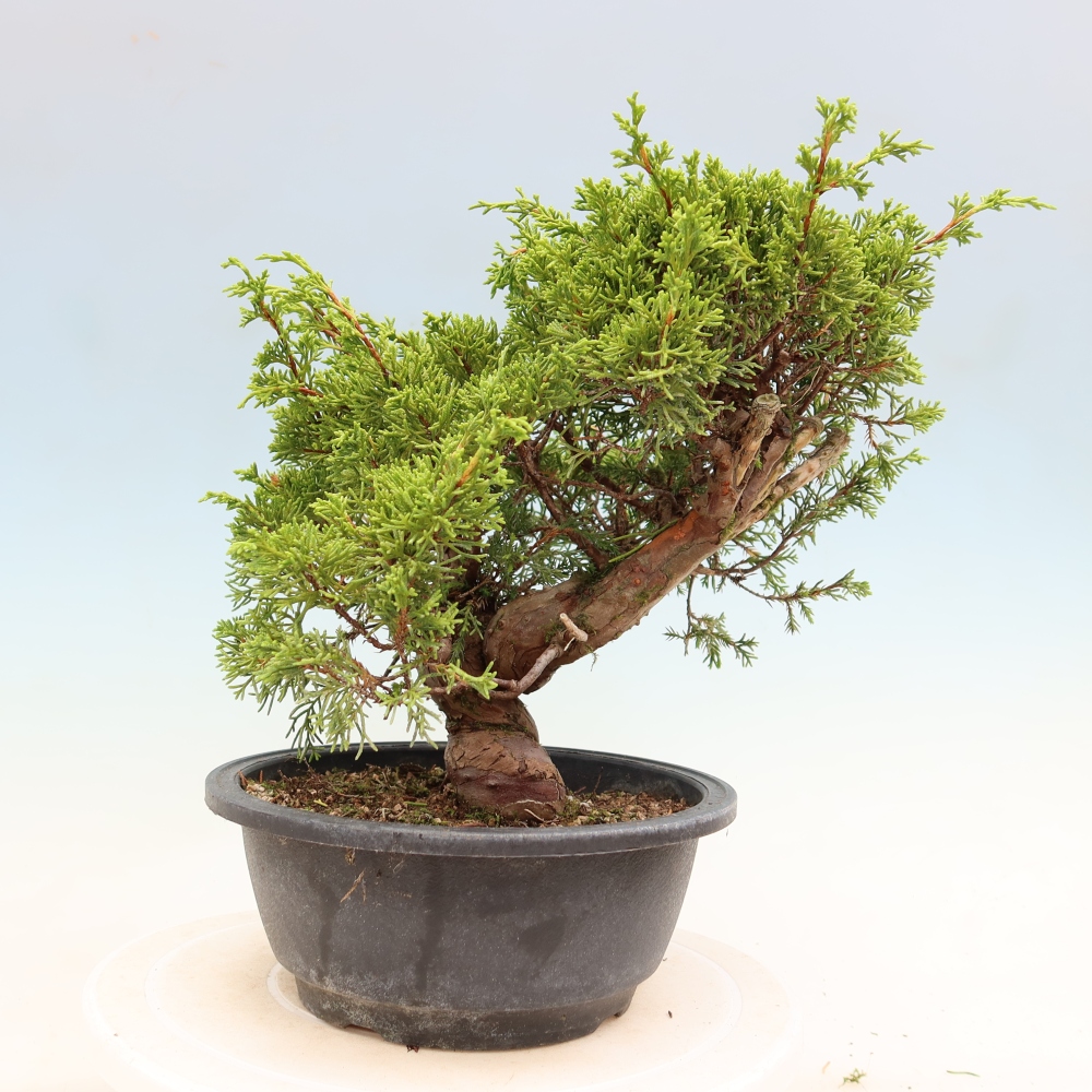 Bonsaï d'extérieur - Juniperus chinensis Itoigawa-Juniperus chinensis