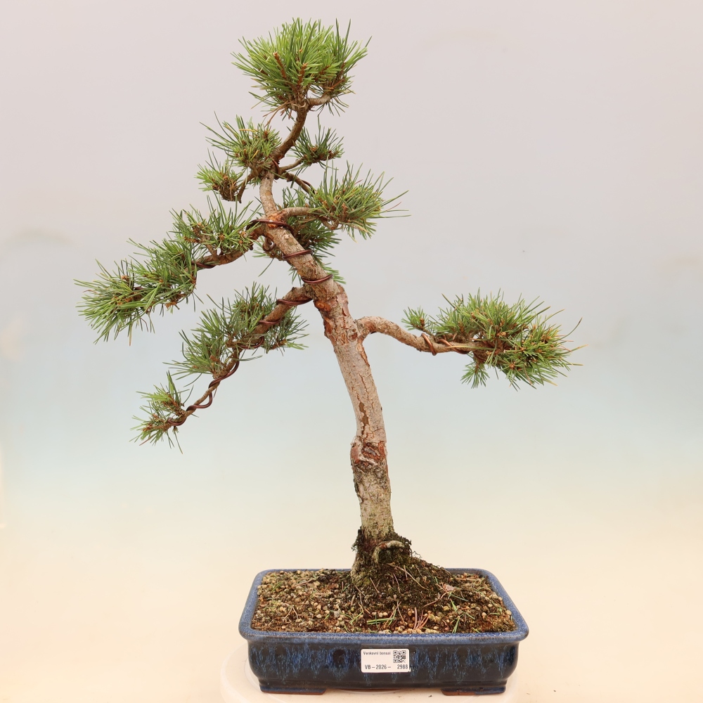 Bonsaï d'extérieur - Pinus Sylvestris Watererri - Pin sylvestre