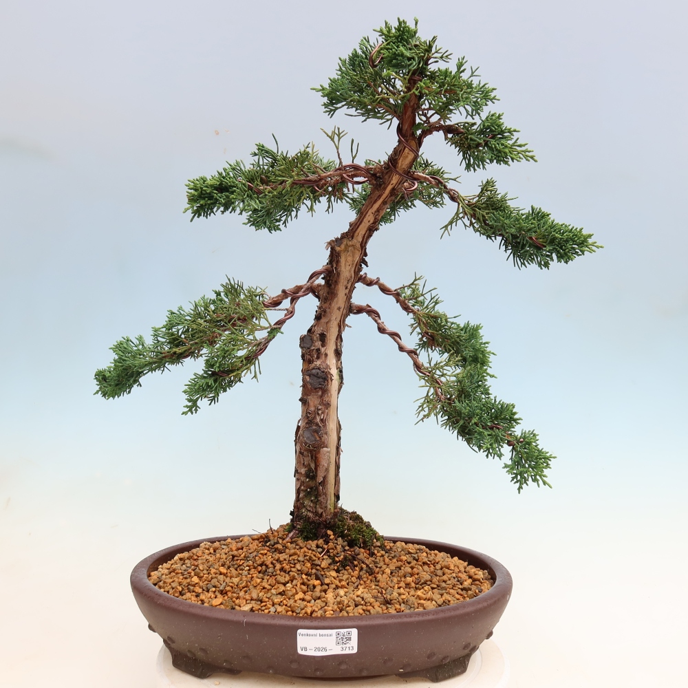Bonsaï d'extérieur - Juniperus chinensis Kishu