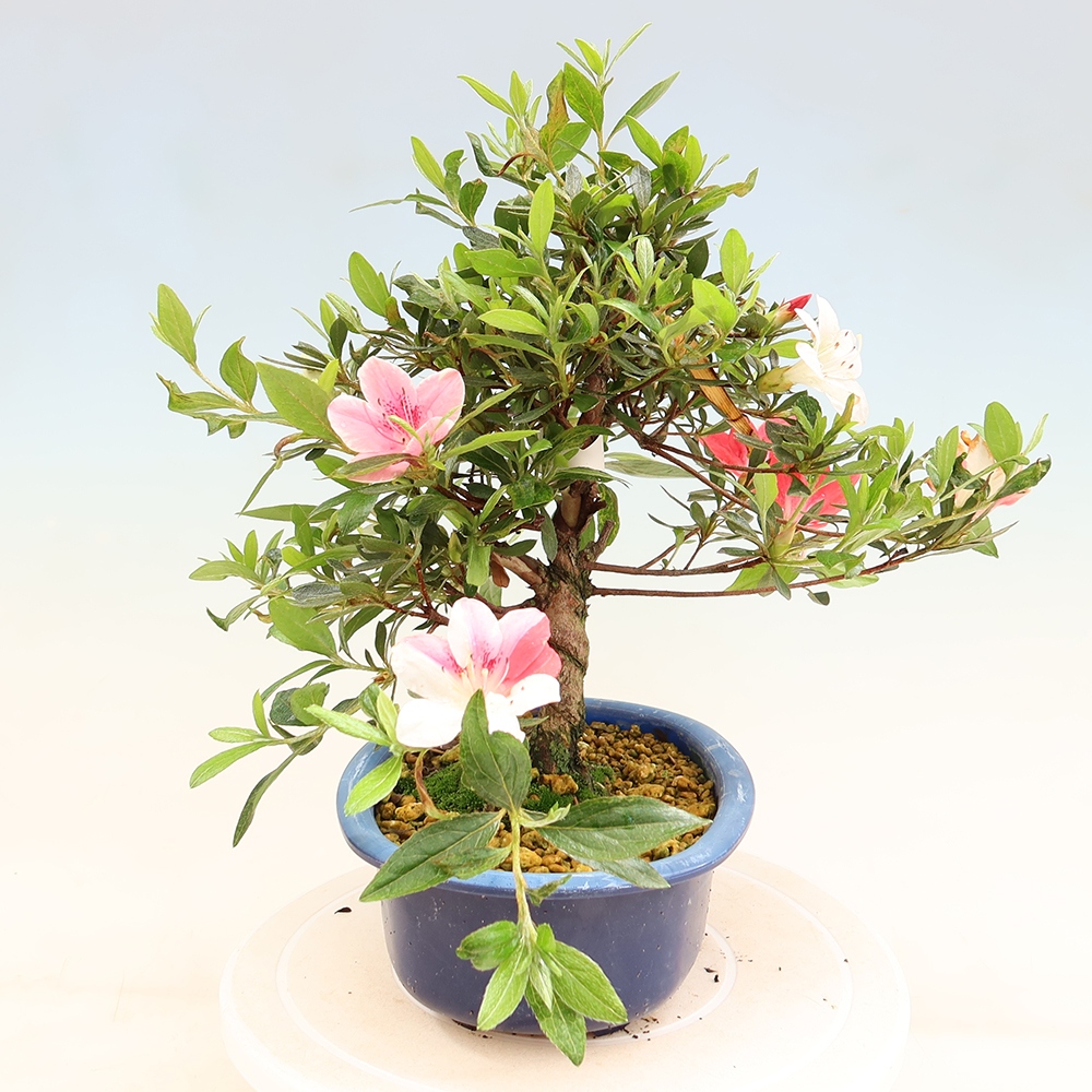 Bonsaï d'extérieur - Azalée japonaise - Azalea Senhime