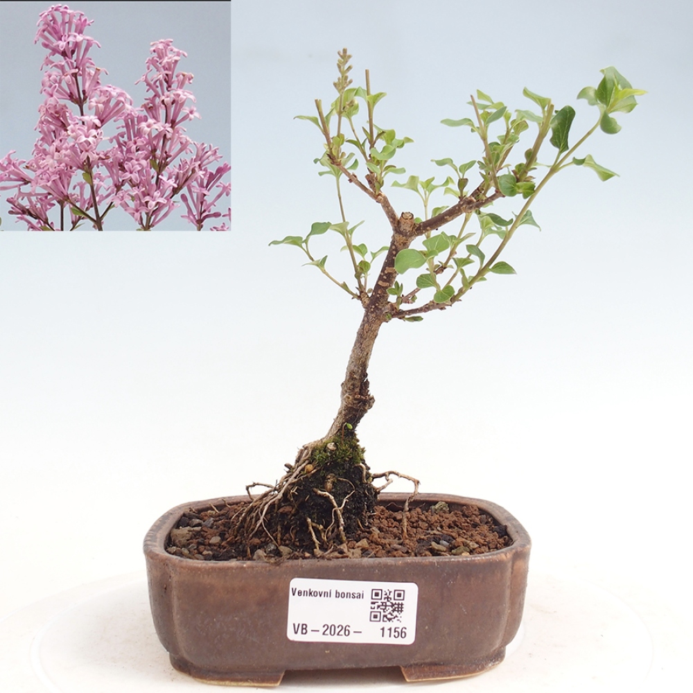 Bonsaï d'extérieur - Syringa Meyeri Palibin - Lilas de Meyer