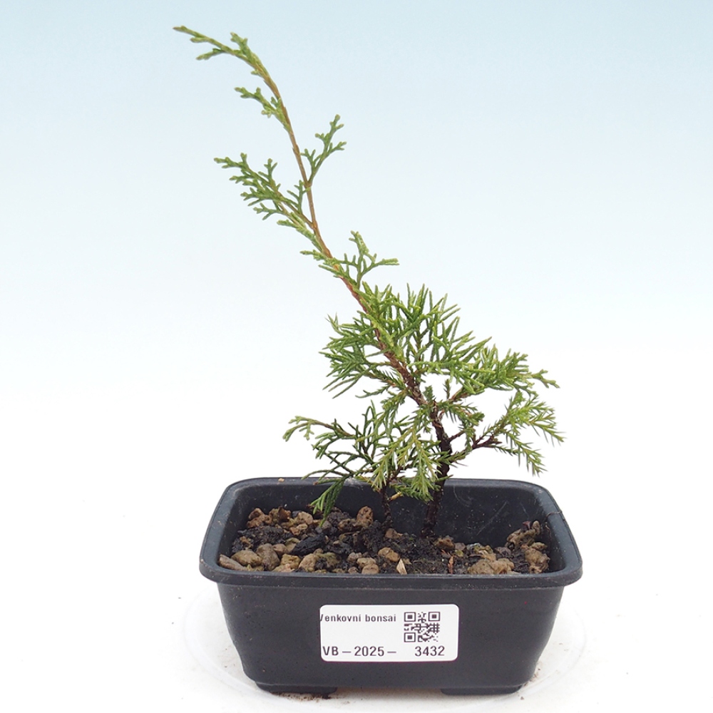 Bonsaï d'extérieur - Juniperus chinensis Itoigawa