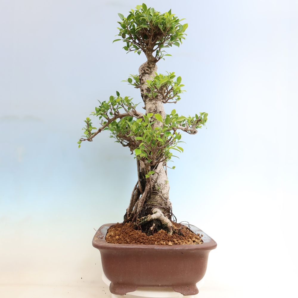 Salle bonsaï - Ficus kimmen - ficus à petites feuilles