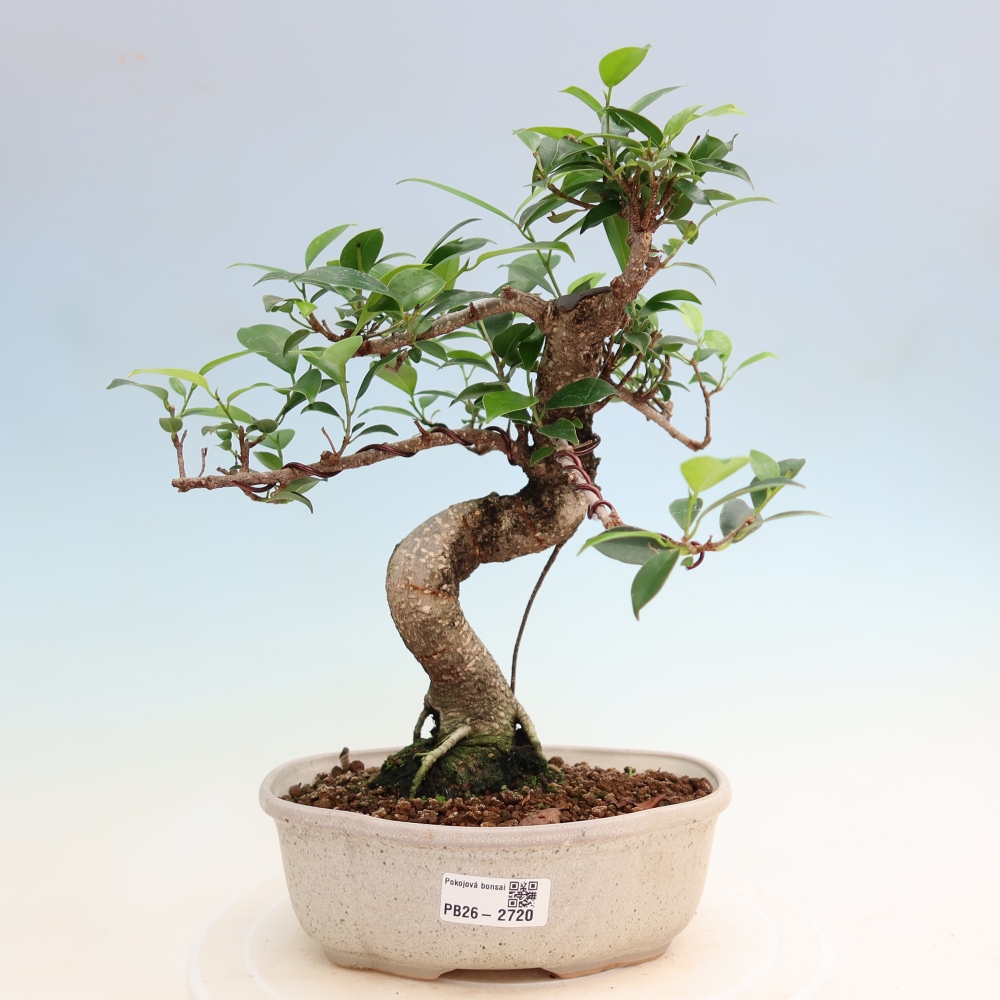 Salle bonsaï - Ficus kimmen - ficus à petites feuilles