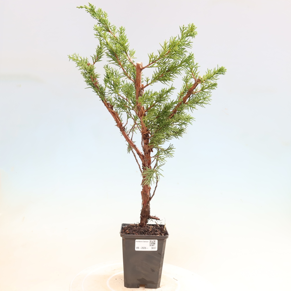 Bonsaï d'extérieur - Juniperus chinensis Kishu
