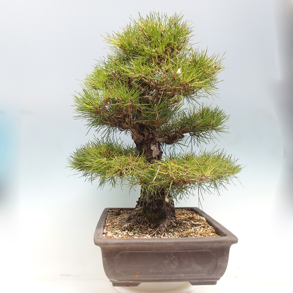 Bonsaï d'extérieur - Pinus thunbergii - Pin de Thunberg