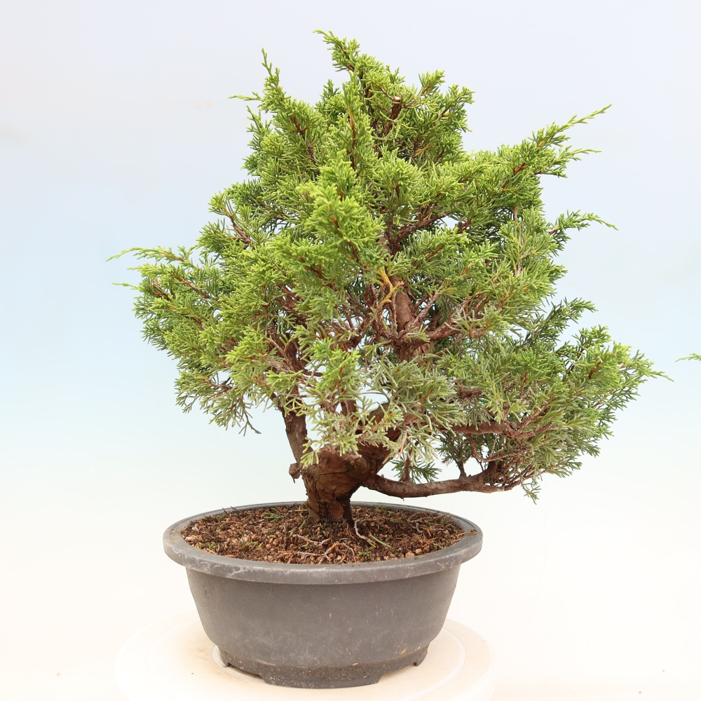 Bonsaï d'extérieur - Juniperus chinensis Itoigawa-Juniperus chinensis