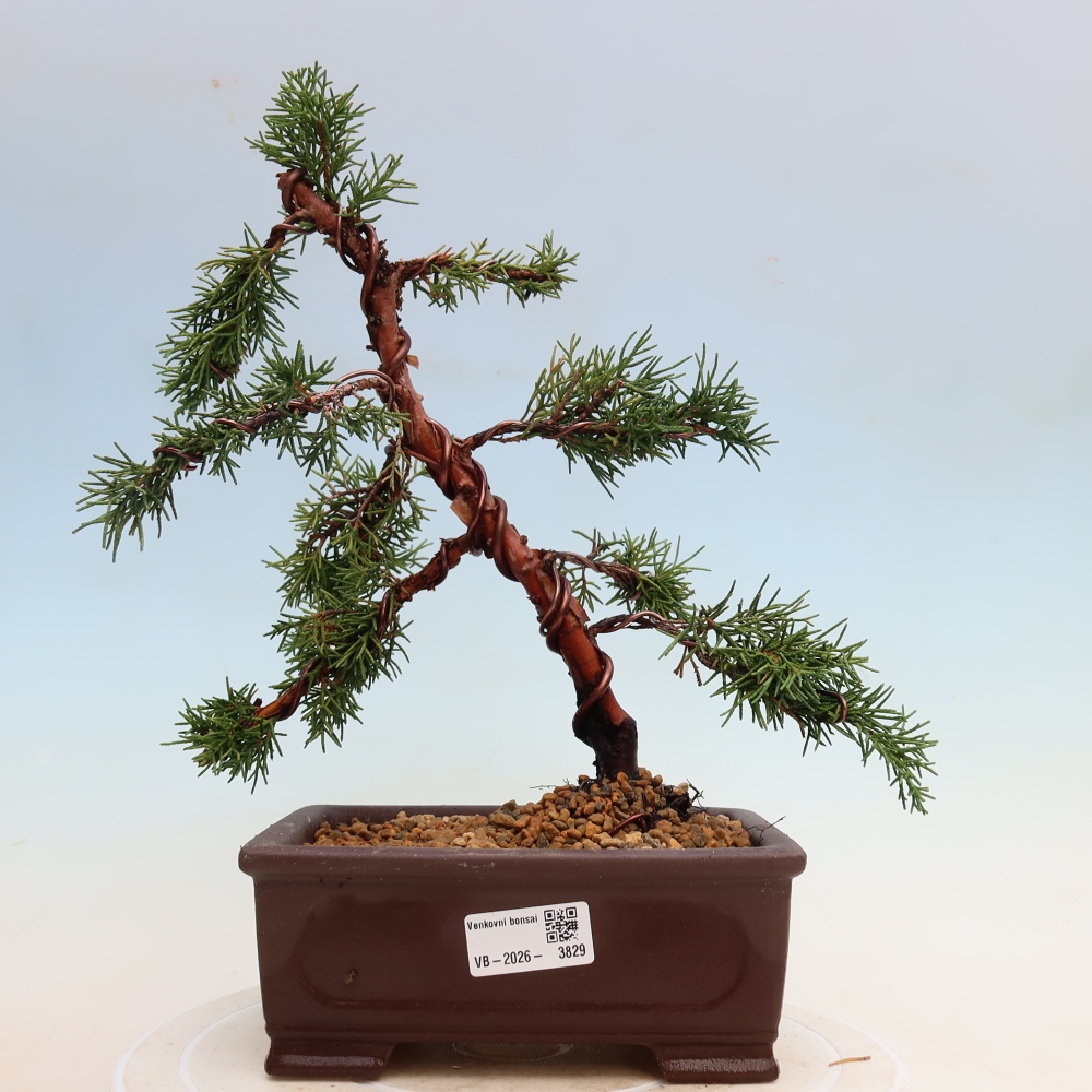 Bonsaï d'extérieur - Juniperus chinensis Kishu