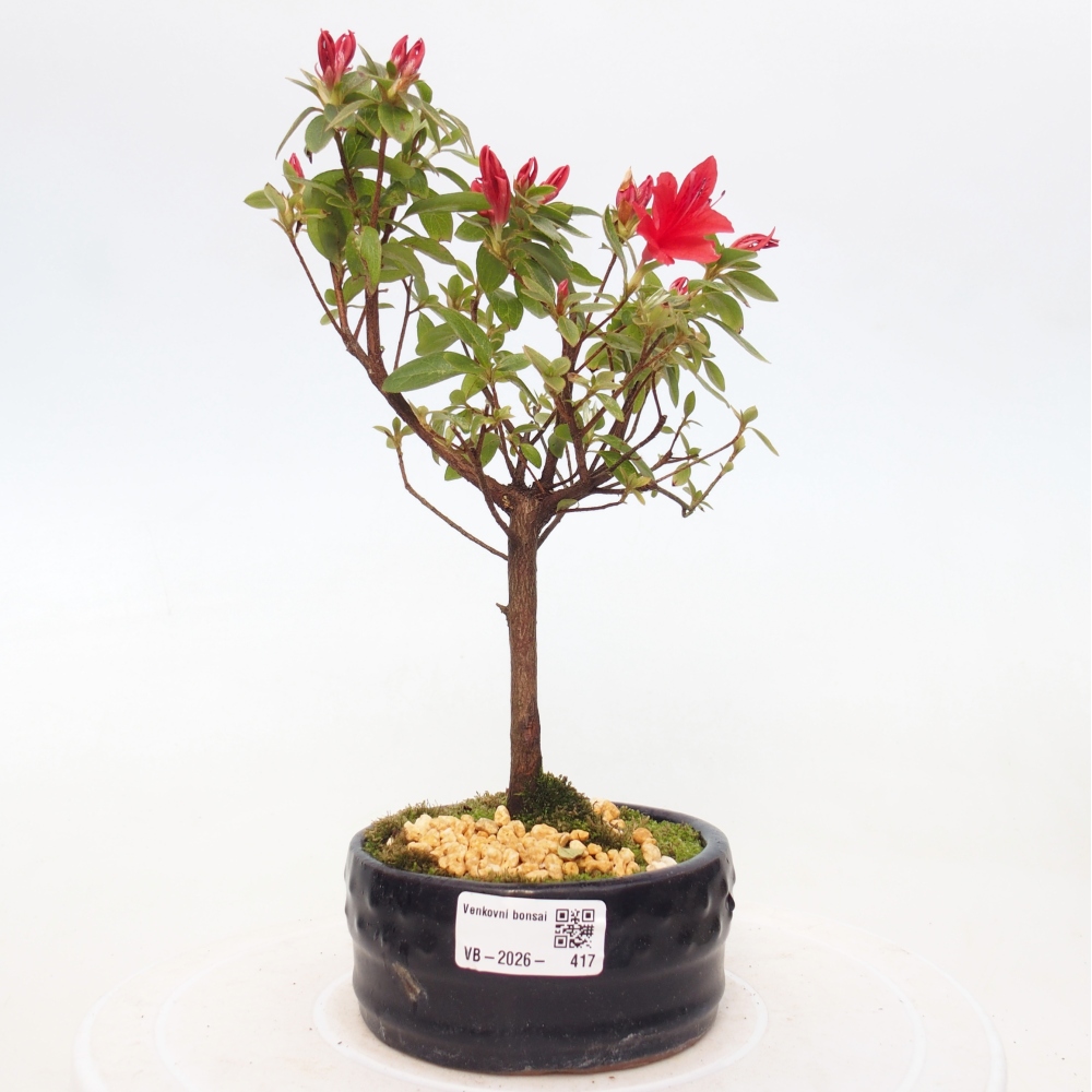 Bonsaïs d'extérieur - Azalée japonaise - Azalea sp.