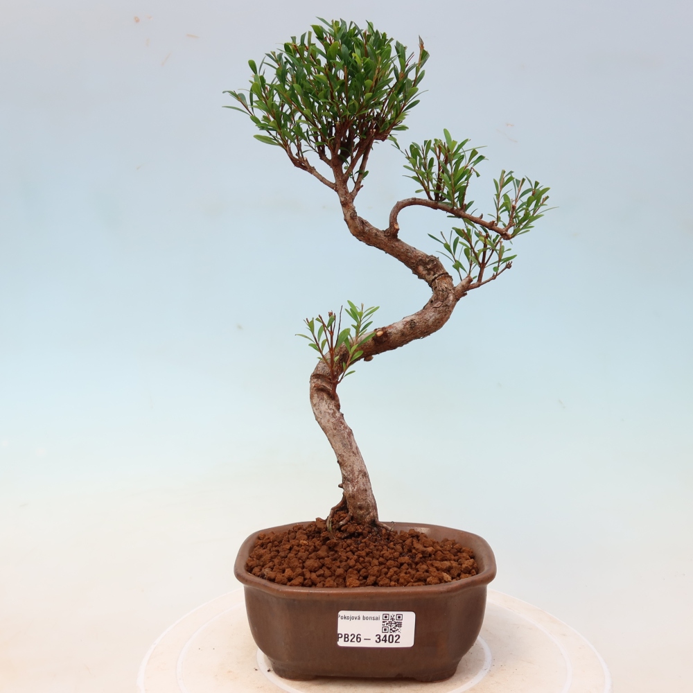Bonsaï de chambre - Syzygium - Pimento