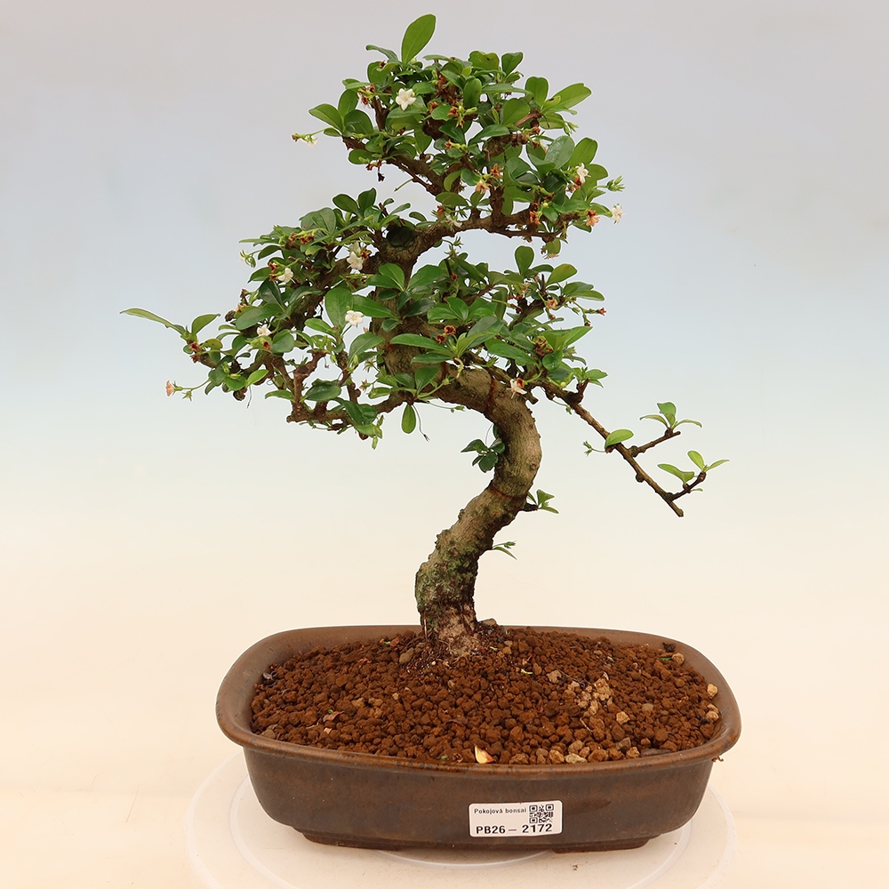 Bonsaï de chambre - Carmona macrophylla - Tea fuki