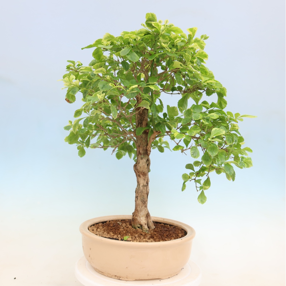 Bonsaï de chambre - Duranta erecta Aurea