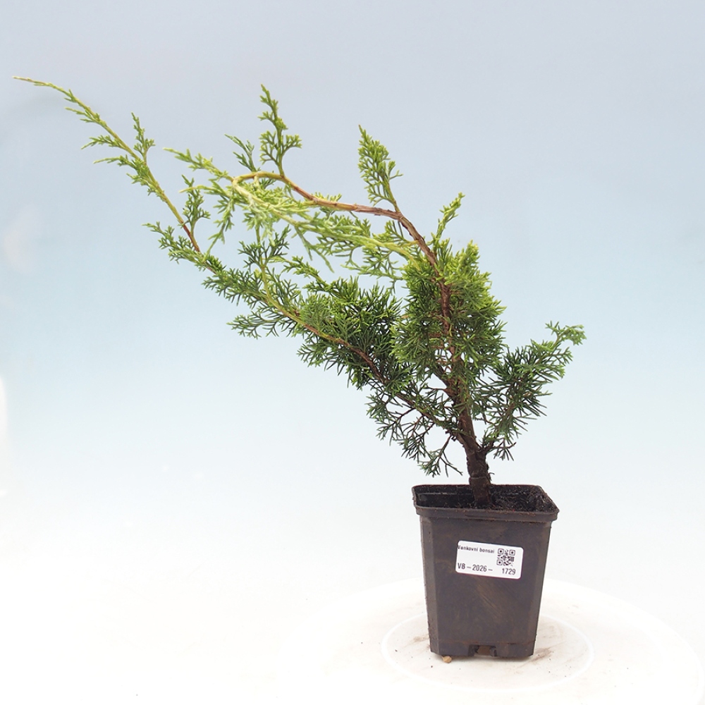 Bonsaï d'extérieur - Juniperus chinensis Itoigawa