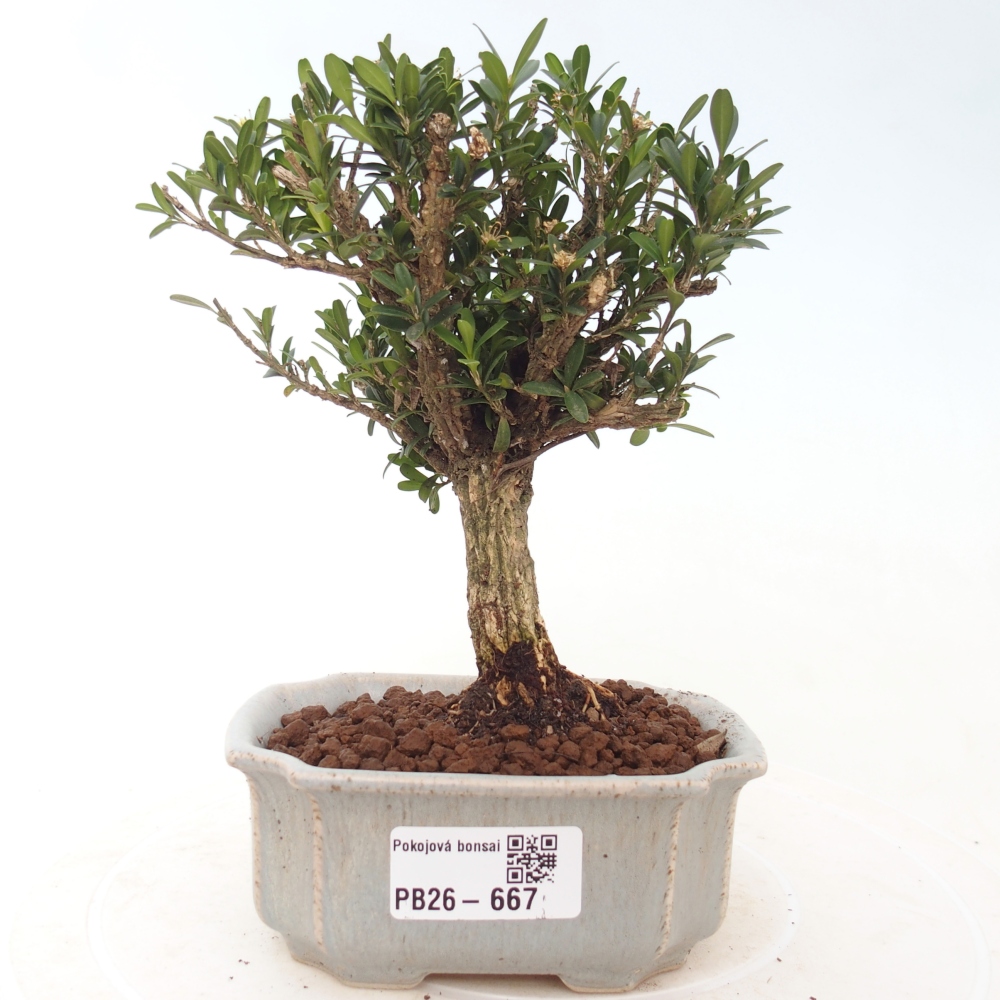 Bonsaï de chambre - Buxus harlandii - buxus liège
