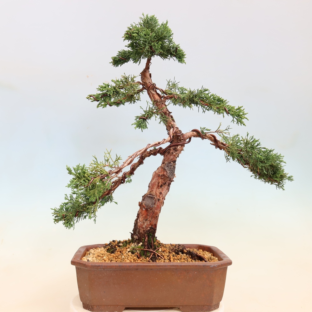 Bonsaï d'extérieur - Juniperus chinensis Kishu