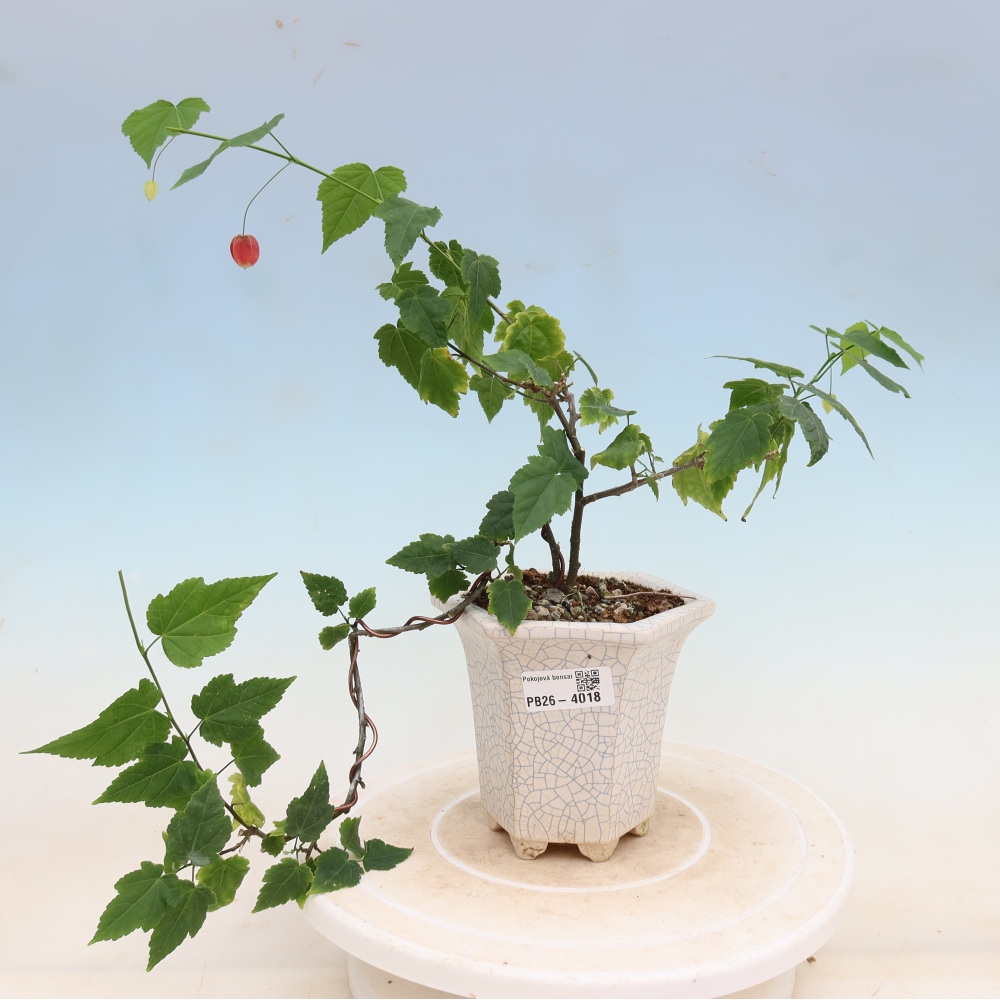 Bonsaï d'intérieur - Abutilon Big Bell - Cloudberry