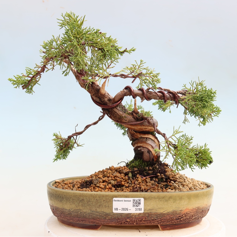 Bonsaï d'extérieur - Juniperus chinensis Itoigawa-Juniperus chinensis