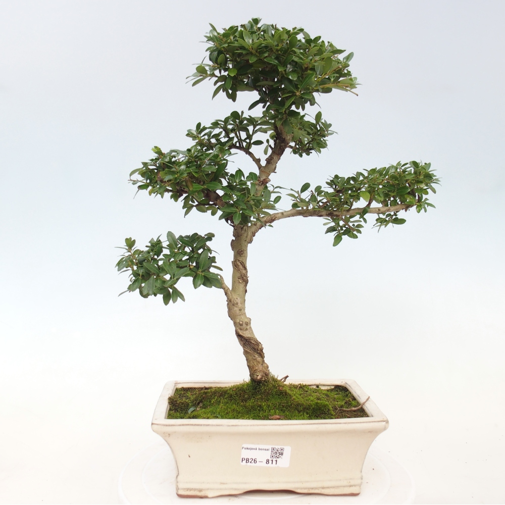 Bonsaï de chambre - Ilex crenata - Houx