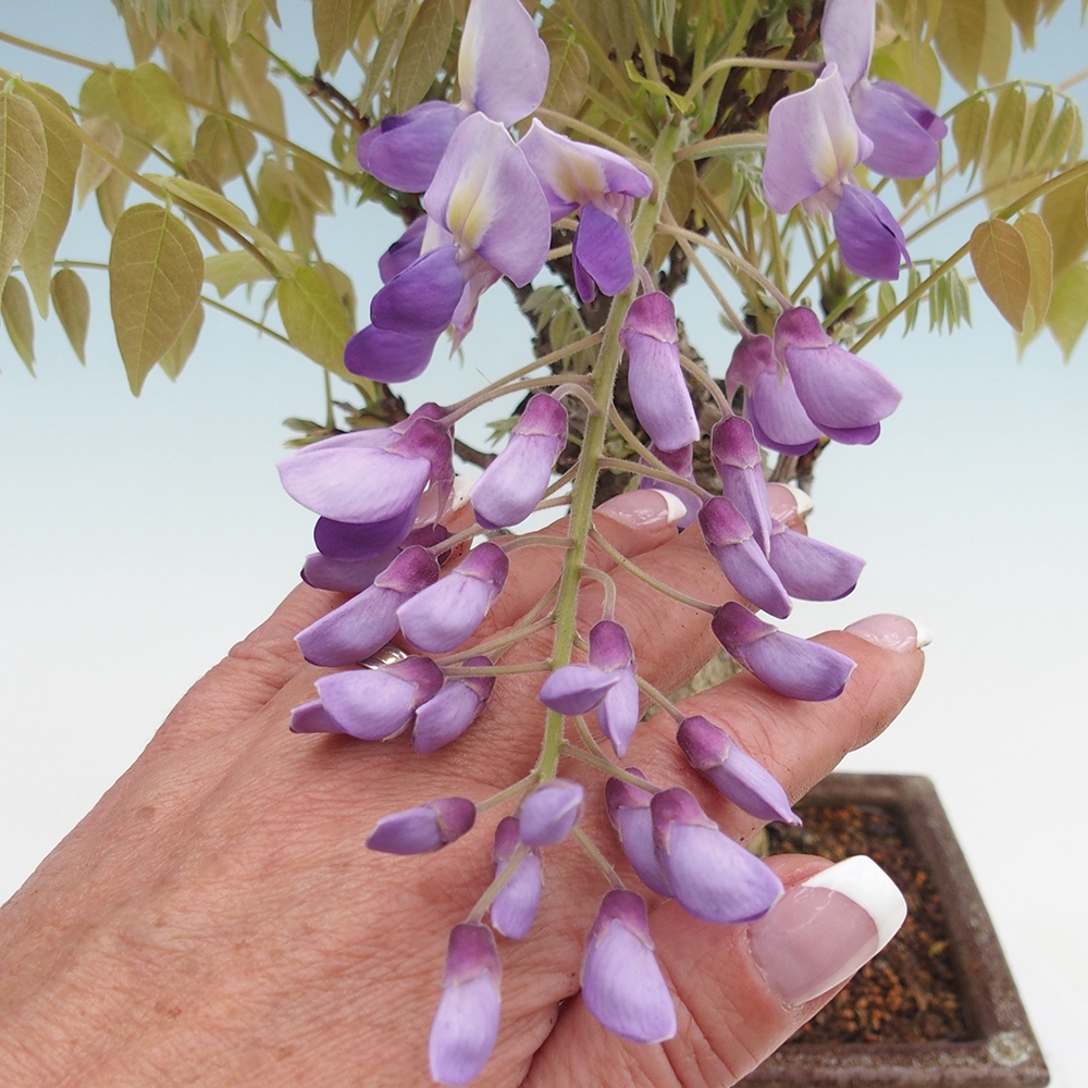Bonsaï d'extérieur - Wisteria floribunda