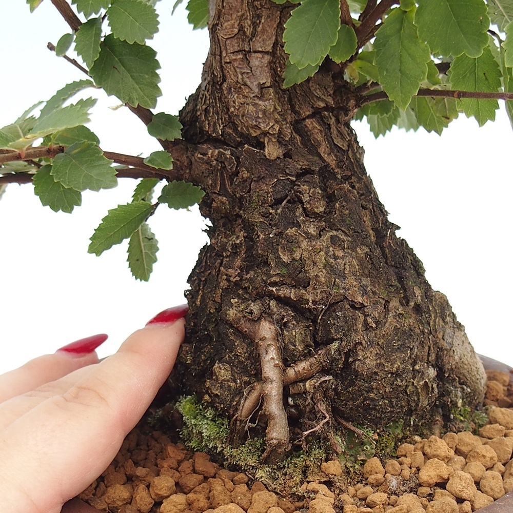 Bonsaï d'extérieur - Zelkova - Zelkova NIRE