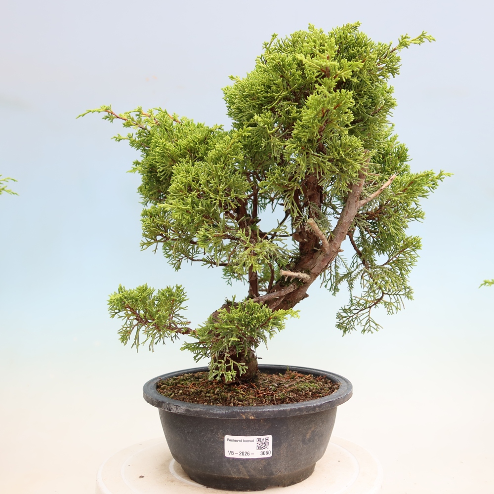 Bonsaï d'extérieur - Juniperus chinensis Itoigawa-Juniperus chinensis
