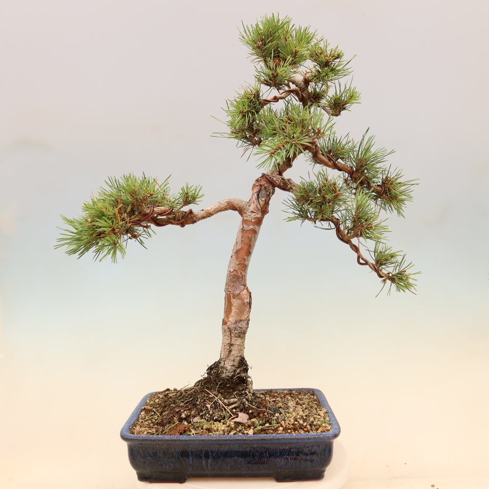 Bonsaï d'extérieur - Pinus Sylvestris Watererri - Pin sylvestre