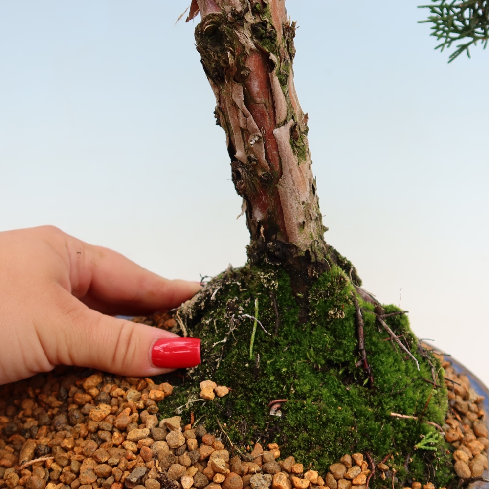 Bonsaï d'extérieur - Juniperus chinensis Kishu