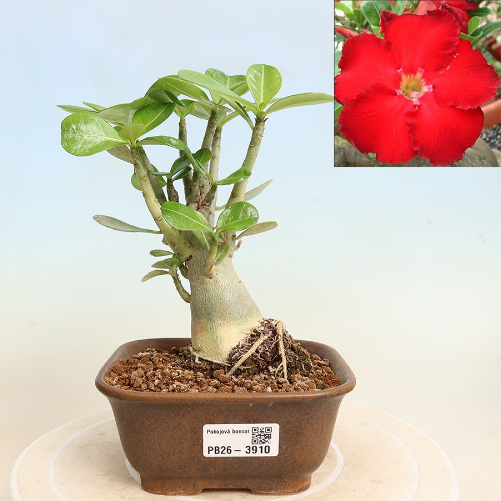 Bonsaï d'intérieur - Adenium obesum Red Star - Rose du désert