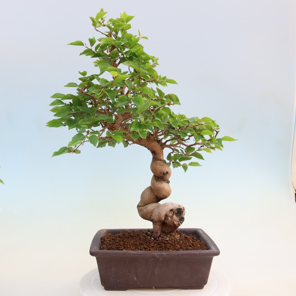 Bonsaï d'extérieur -Carpinus Coreana - Charme de Corée