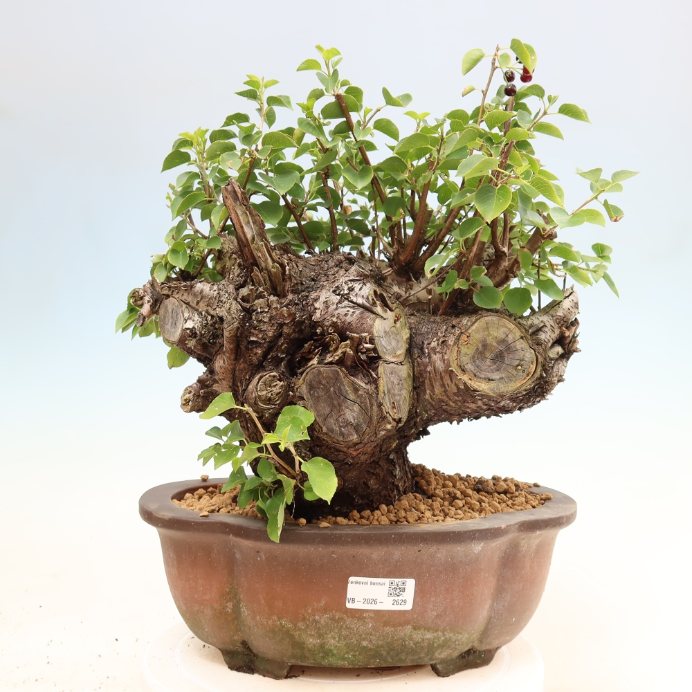 Bonsaï d'extérieur - Mahalebka - Prunus mahaleb