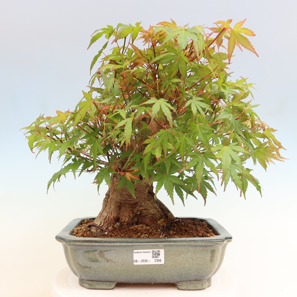 Bonsaï d'extérieur - Maple Burger - Acer Burgerianum