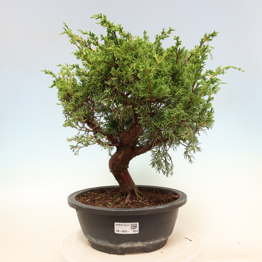 Bonsaï d'extérieur - Juniperus chinensis Itoigawa-Juniperus chinensis
