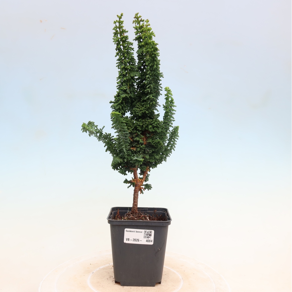 Bonsaï d'extérieur - Cham. obtusa SEKKA HINOKI - Cyprès