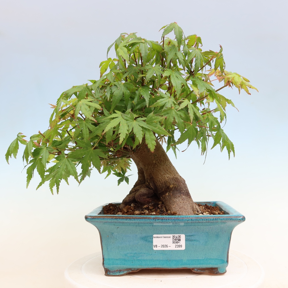 Bonsaï d'extérieur - Maple Burger - Acer Burgerianum