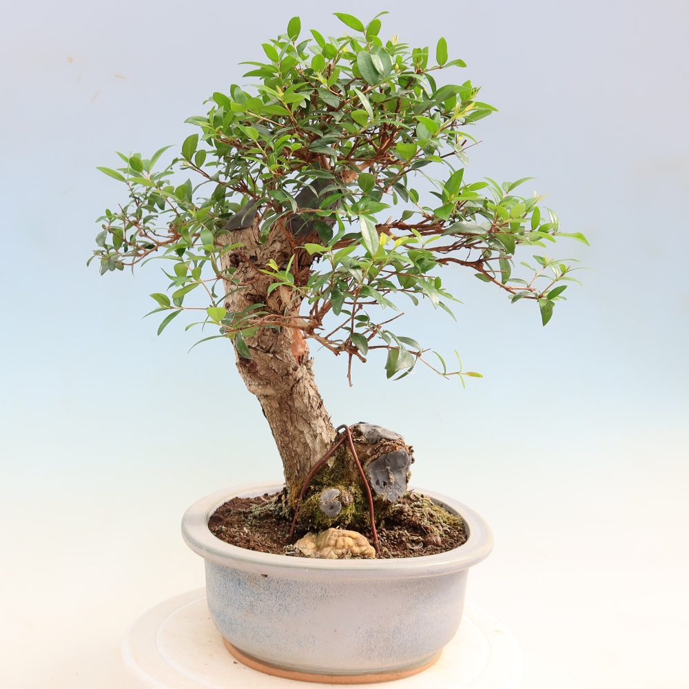 Bonsaï de chambre - Myrtus communis - Myrte