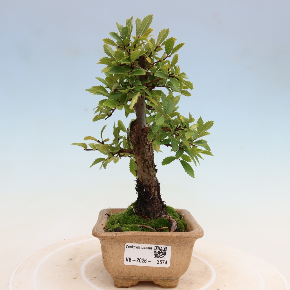 Bonsaï d'extérieur - Zelkova - Zelkova NIRE