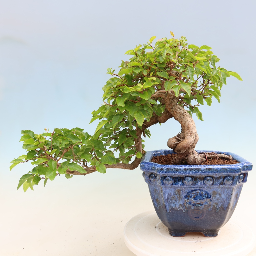 Bonsaï d'extérieur -Carpinus Coreana - Charme de Corée
