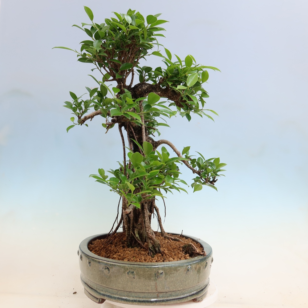 Salle bonsaï - Ficus kimmen - ficus à petites feuilles