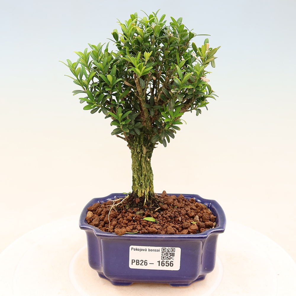 Bonsaï de chambre - Buxus harlandii - buxus liège