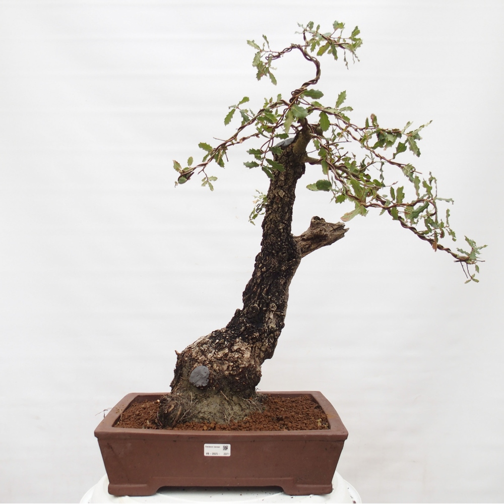 Yamadori - Quercus Ilex - Chêne vert