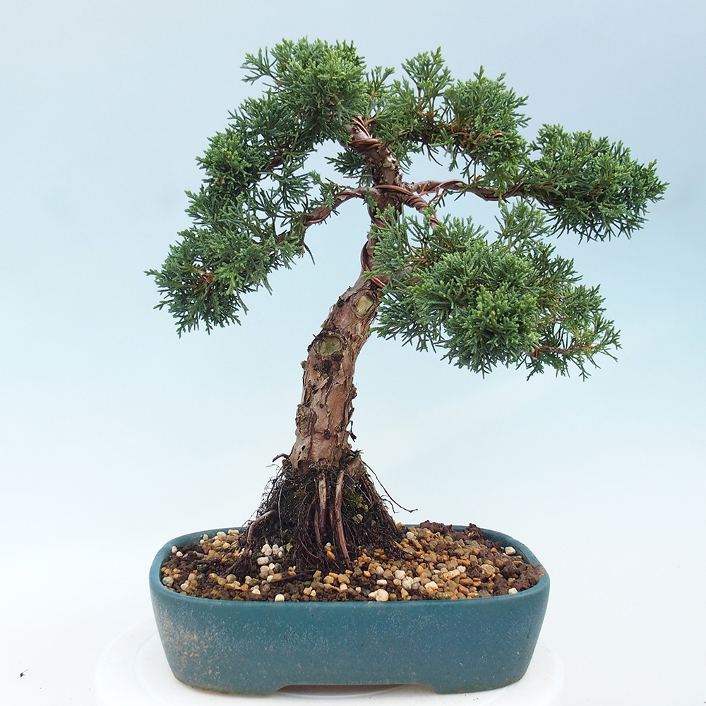 Bonsaï d'extérieur - Juniperus chinensis Kishu
