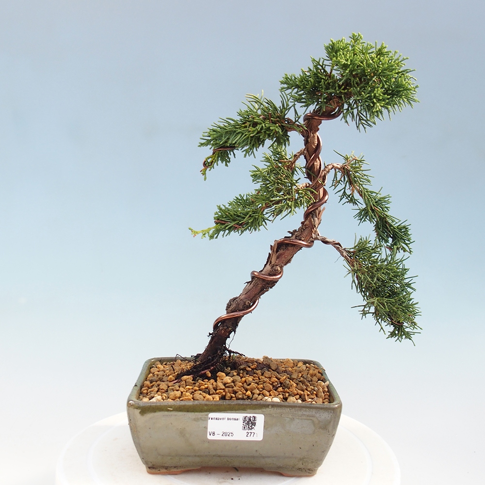 Bonsaï d'extérieur - Juniperus chinensis Kishu