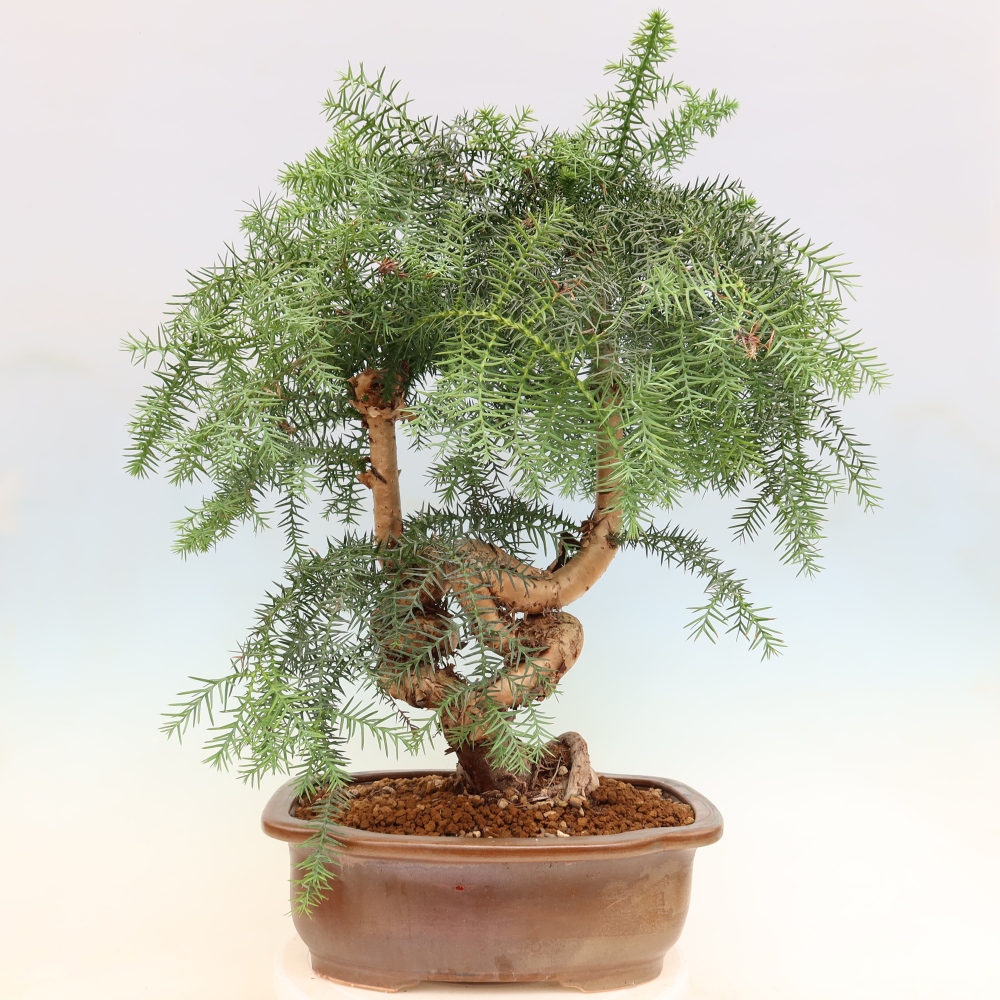 Bonsaï de chambre - Araucaria - épicéa de chambre