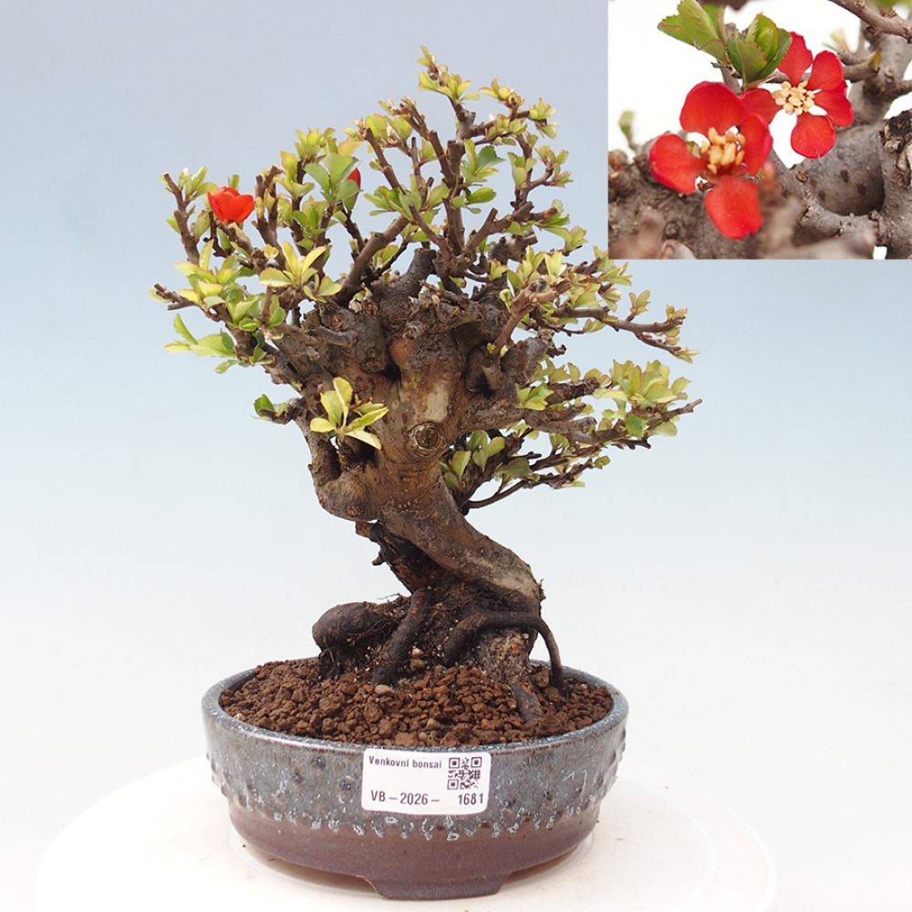 Bonsaï d'extérieur - Chaneomeles speciosa - Coing