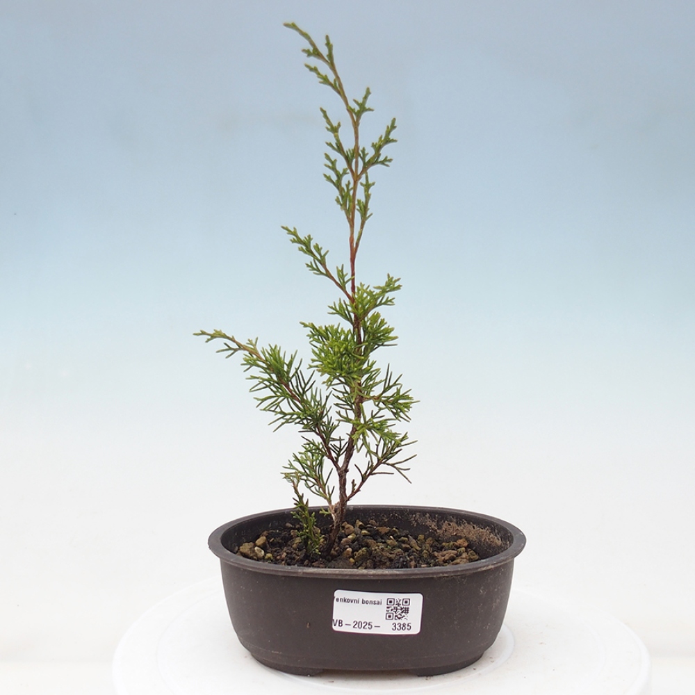 Bonsaï d'extérieur - Juniperus chinensis Itoigawa