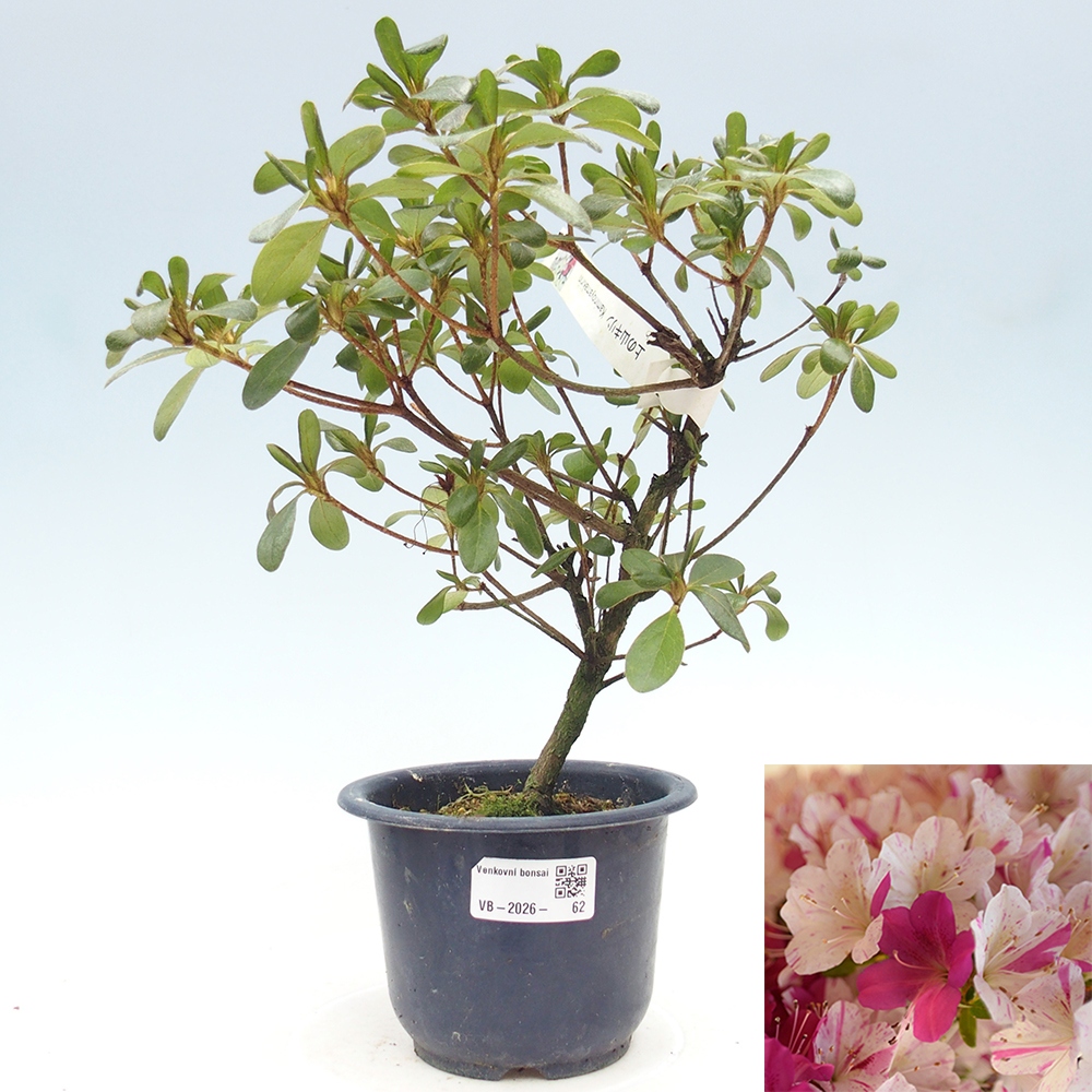 Bonsaï d'extérieur - Azalée japonaise - Azalée Kaminoyamakirin