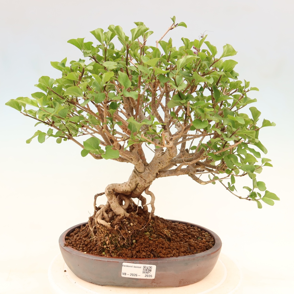 Bonsaï d'extérieur - Syringa microphylla - lilas à petites fleurs