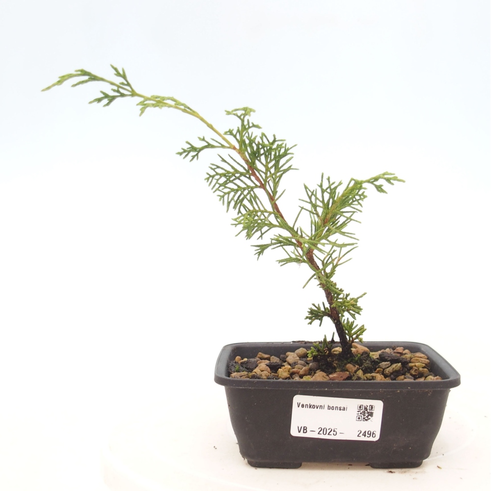 Bonsaï d'extérieur - Juniperus chinensis Itoigawa